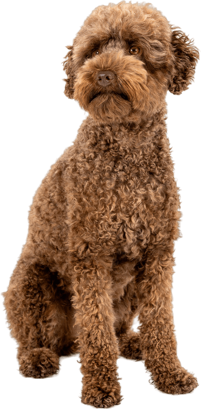 A brown dog standing on its hind legs.