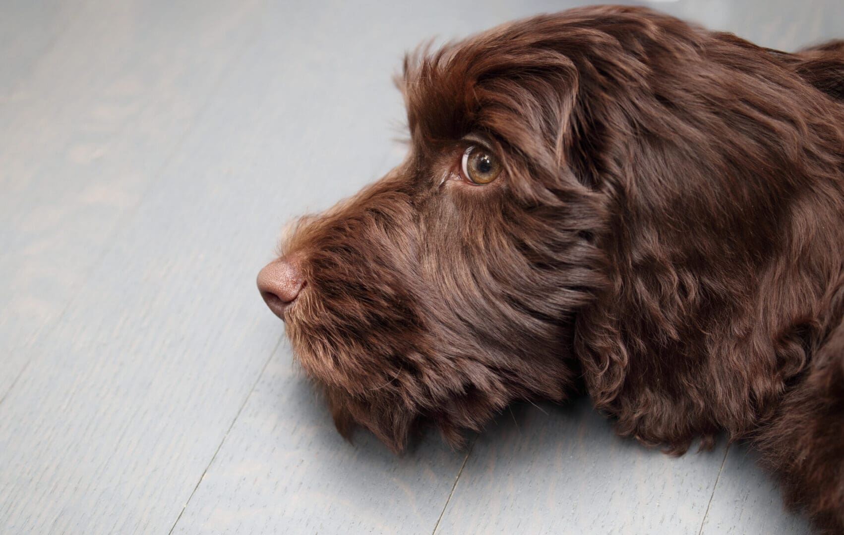 What?! A grooming shop for Doodles?