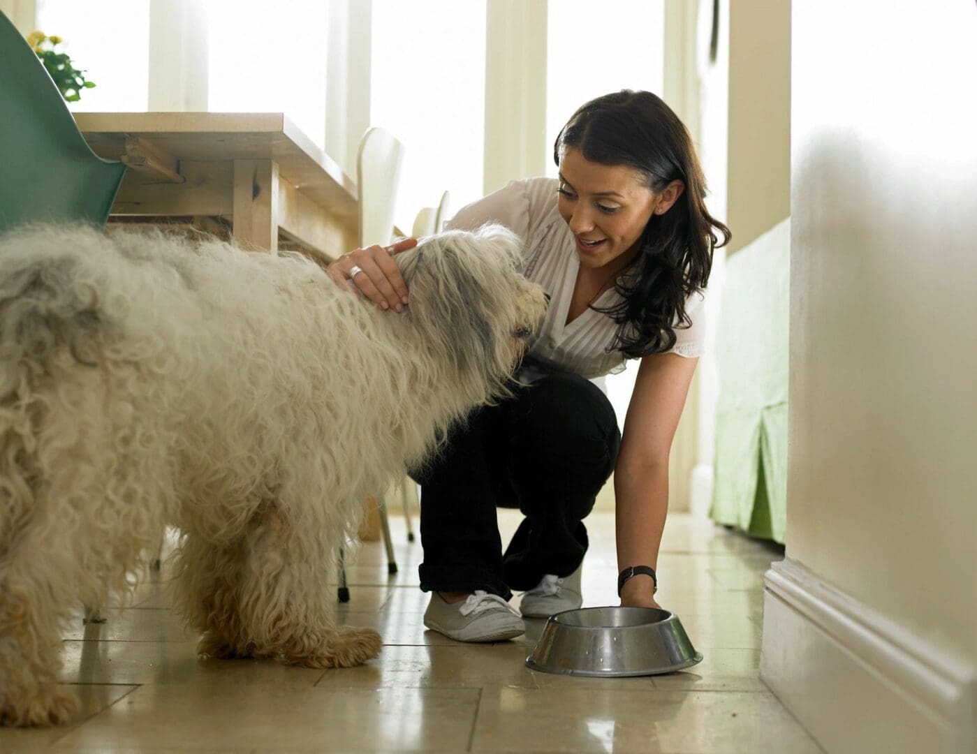 Bridging the gap between Professional Dog Groomers and Doodle Owners