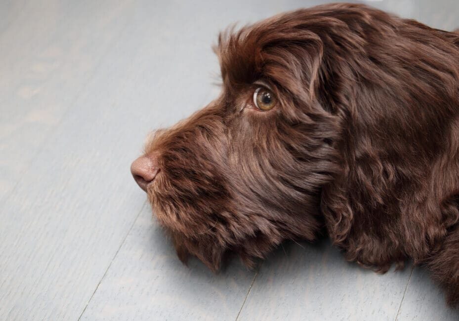 Labradoodle puppy lying on floor and ready to sleep, side profile. Headshot of exhausted young fluffy brown chocolate puppy dog just adopted. 12 weeks old female labradoodle puppy. Selective focus.